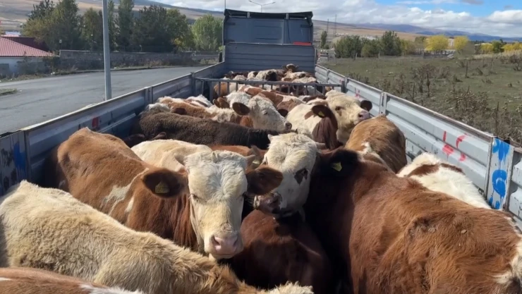 Şap karantinası sona erdi, hayvan sevkiyatları hız kazandı
