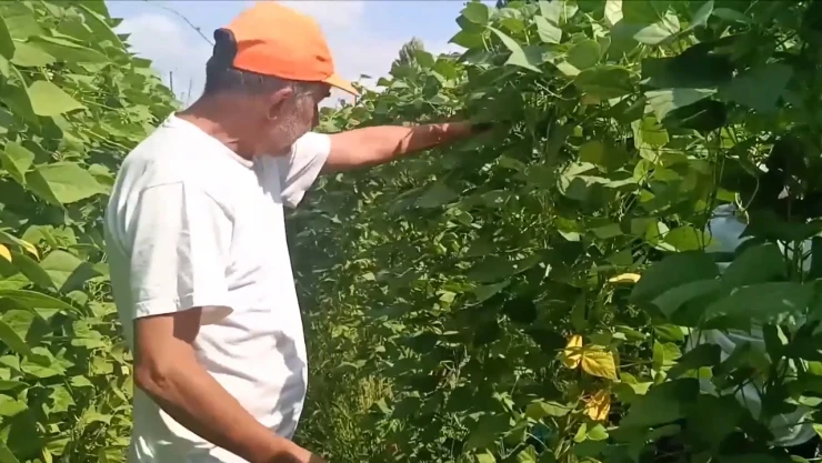 Sebzelerde yüksek sıcaklık ve kuraklık nedeniyle verim düştü
