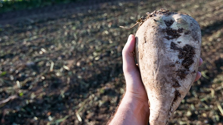 Şeker pancarı alım fiyatı güncellendi
