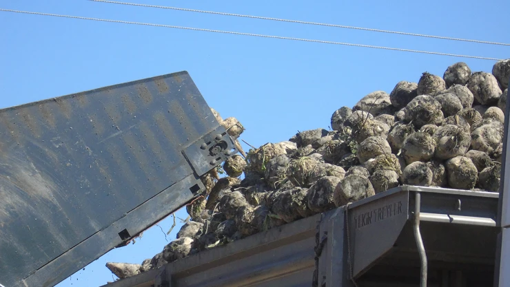 Şeker pancarı hasadına başlandı