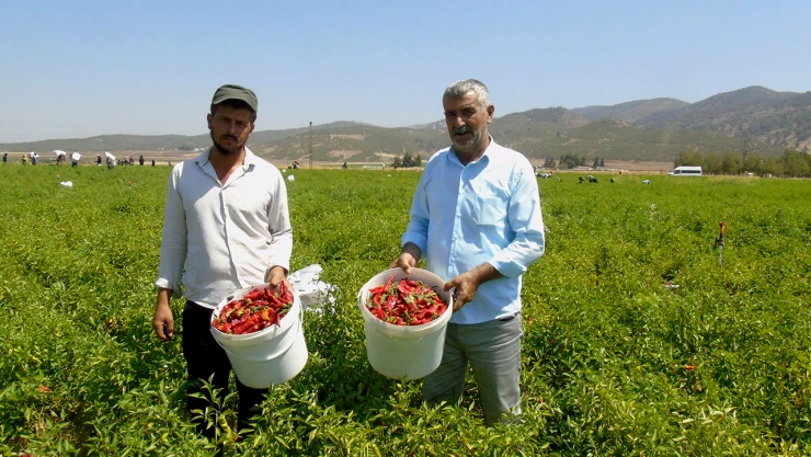 Sofralık kırmızı biber hasadı başladı