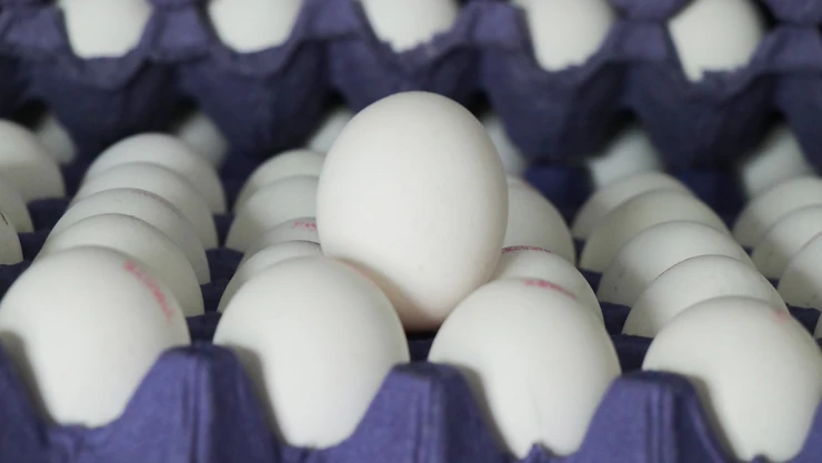 Sofralık yumurta ihracatına muafiyet düzenlemesi