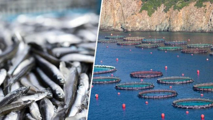 Su ürünleri üretiminde Cumhuriyet tarihinin rekoru kırıldı