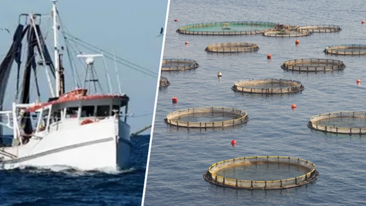 Su ürünlerinde üretim planlamasında olan tür sayısı 16'ya çıktı