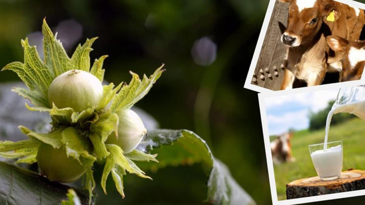 Tarımsal destekleme ödemesi çiftçilerin hesaplarına aktarıldı