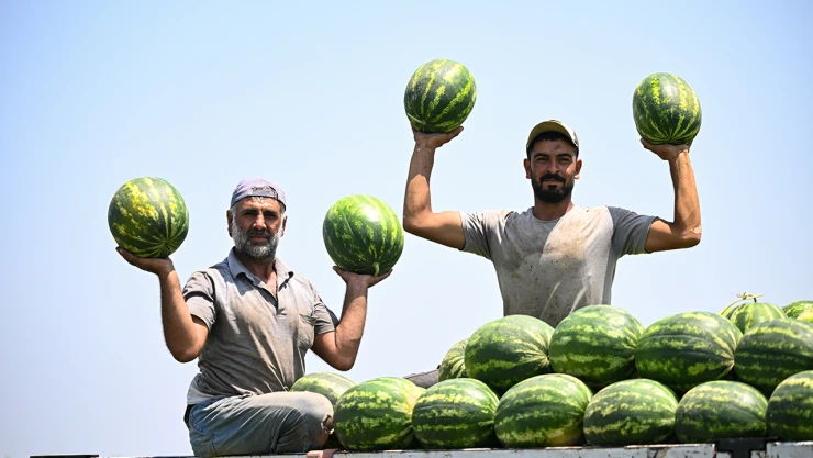 Tarlada fiyatı 7 liraya kadar düştü
