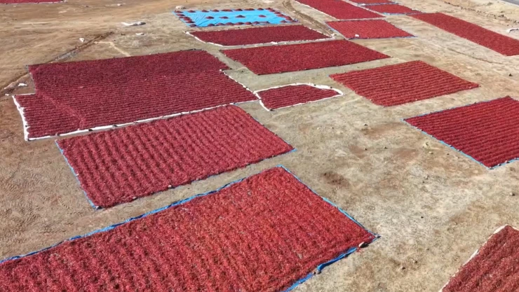 Tarlalar kırmızıya büründü, pul biber mesaisi başladı