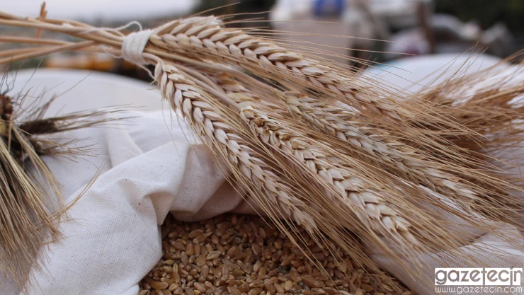 Tescillenen ata tohumlarının satışı başladı