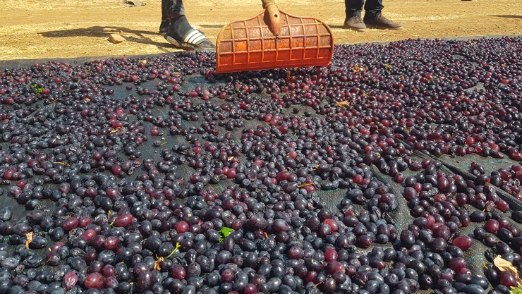 Tescilli üzümler kışa hazırlanıyor