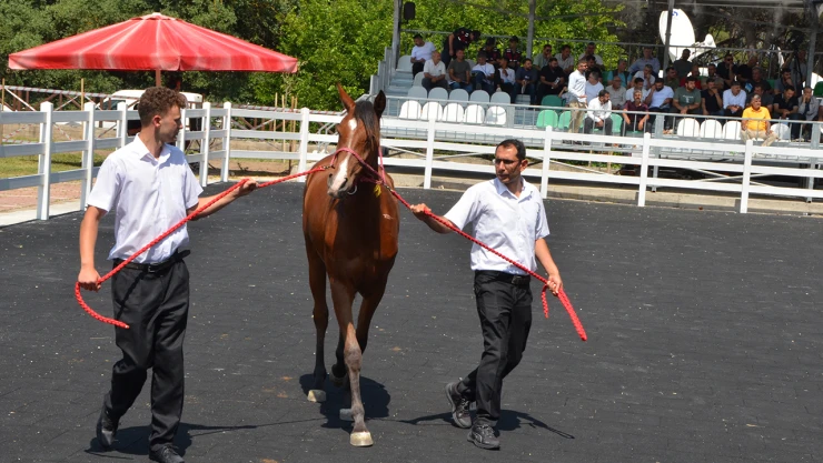 TİGEM'de 2025 yılı koşu tayı satışları başladı