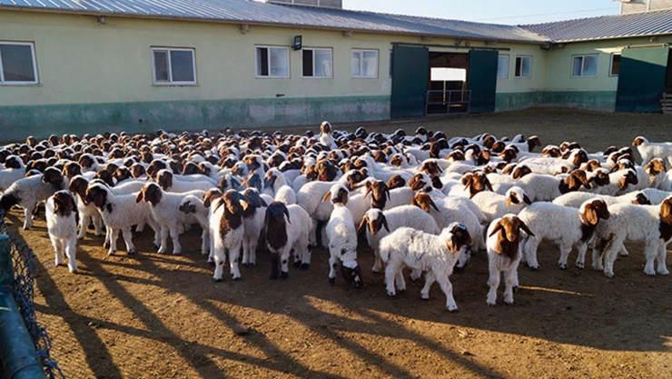 TİGEM'e bağlı Tarım İşletmesi'nde 60 bin kuzu doğdu