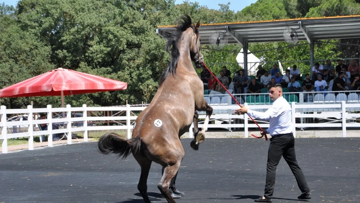 TİGEM, yılın son koşu tayı müzayedesini gerçekleştirdi