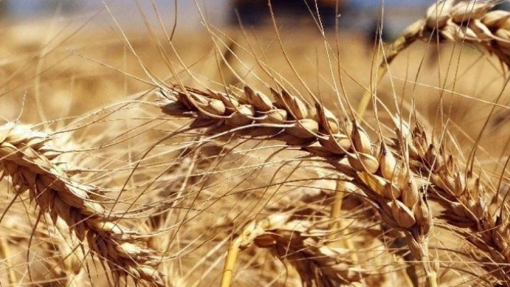 TMO, buğday ve arpa satış fiyatını açıkladı