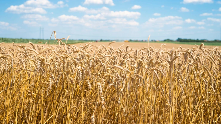 TMO'dan 1 Milyar TL'lik hububat ihalesi ile ilgili açıklama