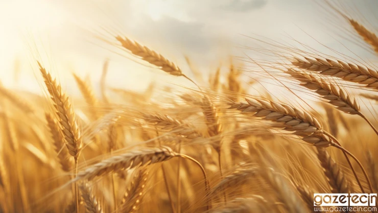 TMO, durum buğdayı ihracat sürecine ilişkin bilgilendirme yaptı