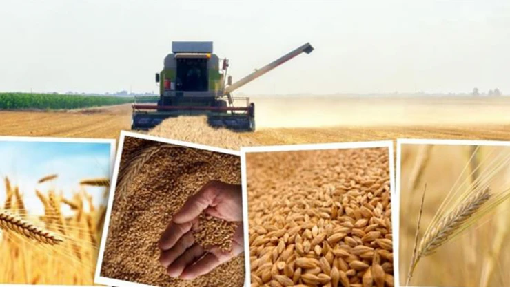 TMO hububat alım fiyatlarını artırdı