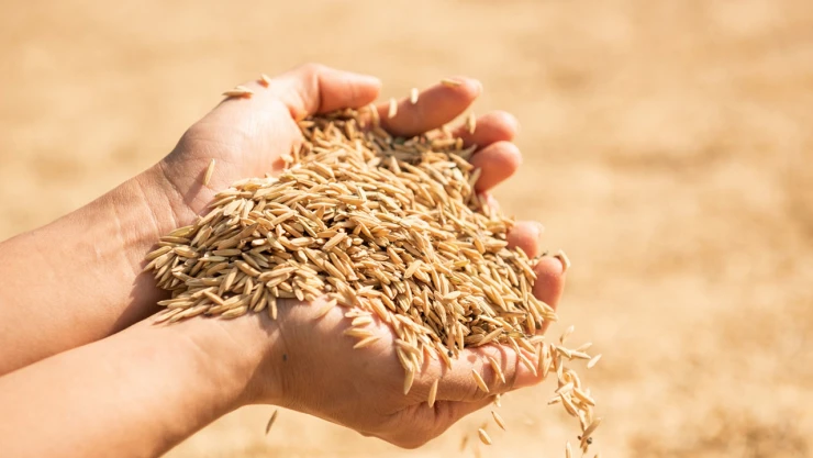 TMO, hububat ve bakliyat alım-satımına dair usul ve esasları belirledi