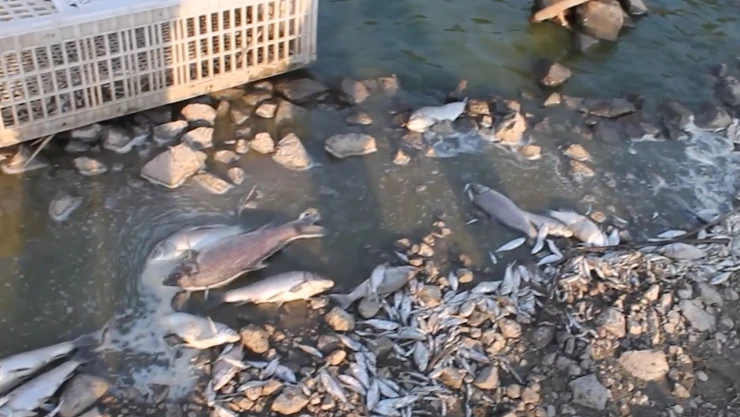 Toplu balık ölümleriyle ilgili inceleme başlatıldı