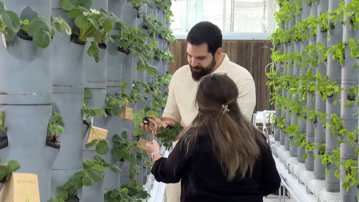 Topraksız dikey tarım uygulamaları geleceğe umut oluyor