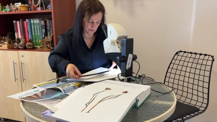 Türkiye'de 34'ü endemik 57 ters lale türü yetişiyor