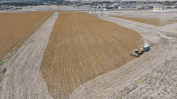 Türkiye'de aspir üretiminde ilk sırada yer alan Kayseri'de hasat başladı