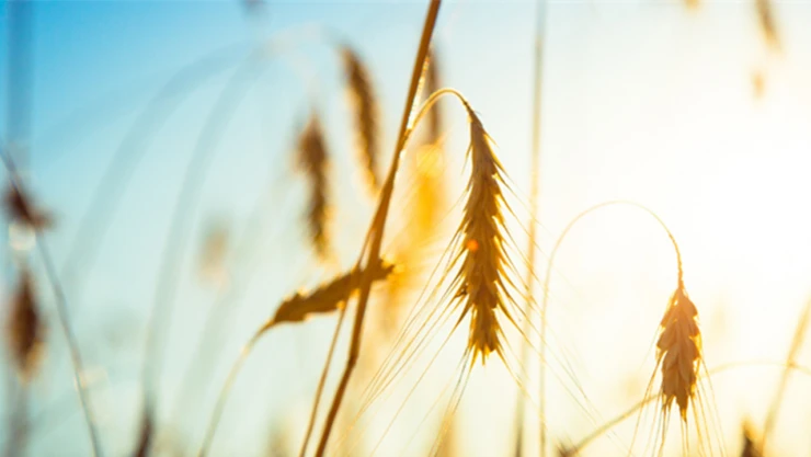 Türkiye, FAO konsey üyeliğine seçildi