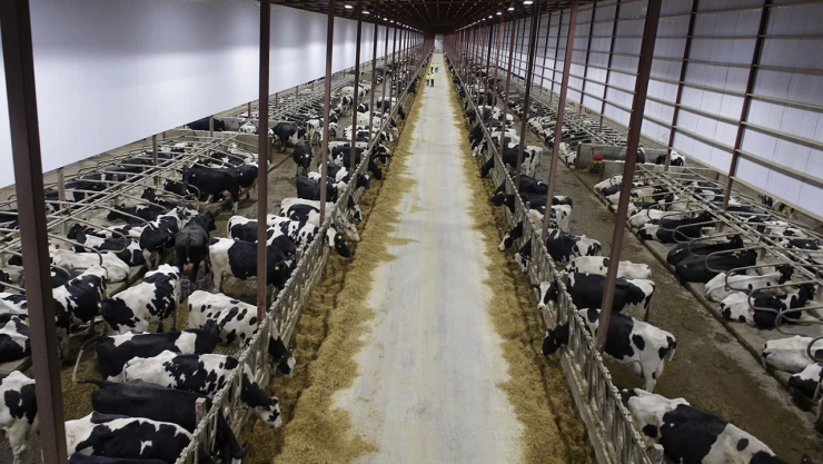 Türkiye'nin sayılı besicilik üssü Kahramanmaraş'a kuruluyor