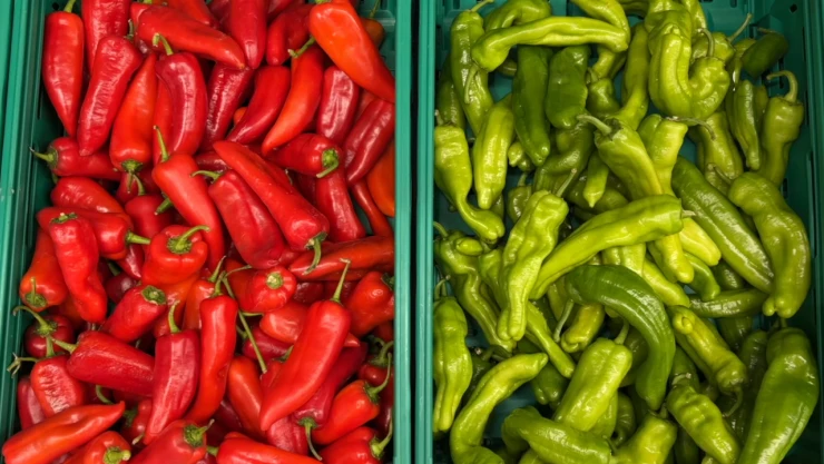 Türkiye'nin yılın ilk yarısındaki sebze ihracatı yüzde 10 arttı