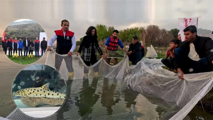 Türkiye sularında leopar sazanı tespit edildi