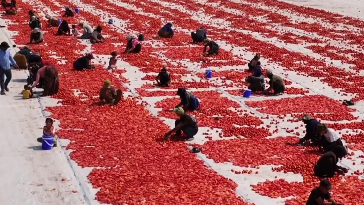 Türkiye, yılın ilk yarısında kurutulmuş domatesten 95 milyon dolar kazandı