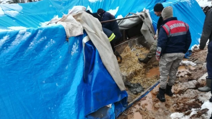 Türkoğlu'nda 6 büyükbaş hayvan telef oldu