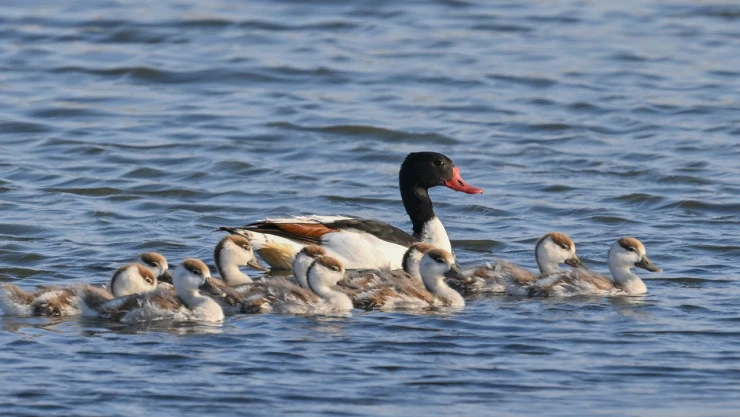 Türkülere konu olan Suna kuşu, yavrularıyla gözlemlendi