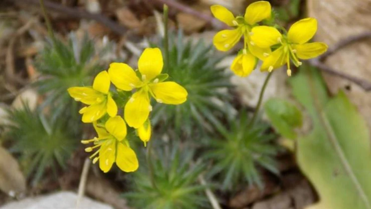 Tüylü Kekreçiçeği, yeni tür olarak bitki florasına eklendi