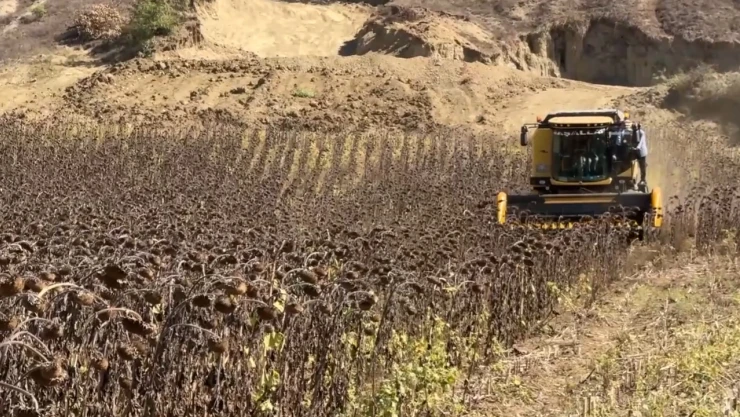 Üreticilerin ayçiçeği hasadı mesaisi