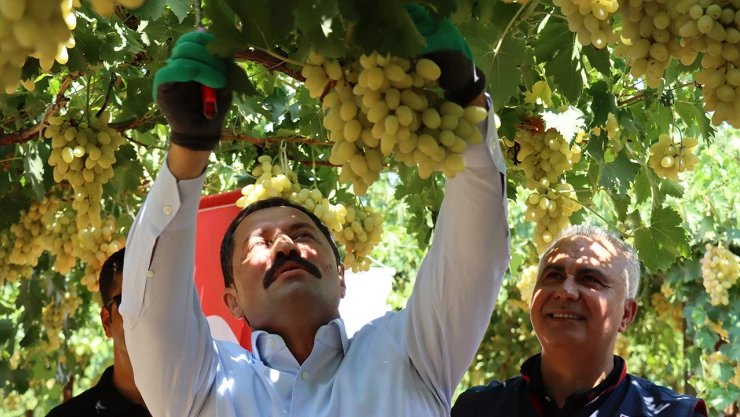 Üzüm hasadı başladı