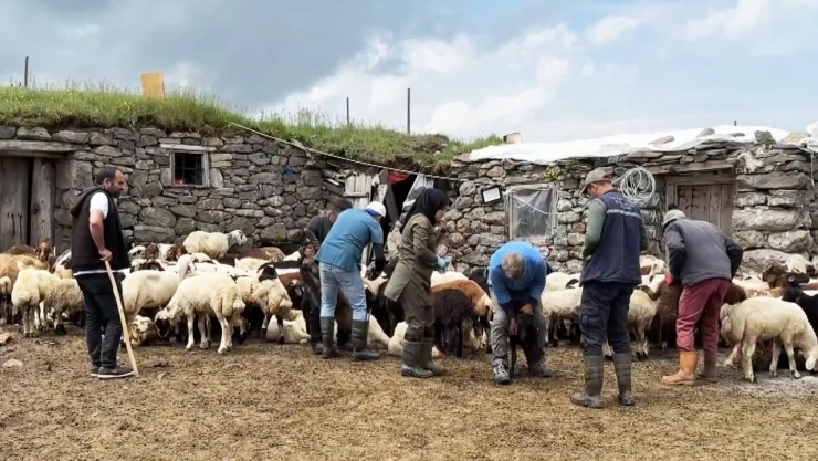 Veteriner hekimler, kuzuları kimliklendirmek ve hastalıkları önlemek için yaylalarda