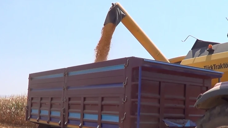 Yağlık mısır hasadı başladı