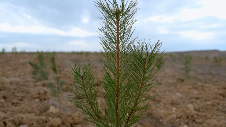 Yaklaşık 1 milyon 900 bin fidan toprakla buluştu