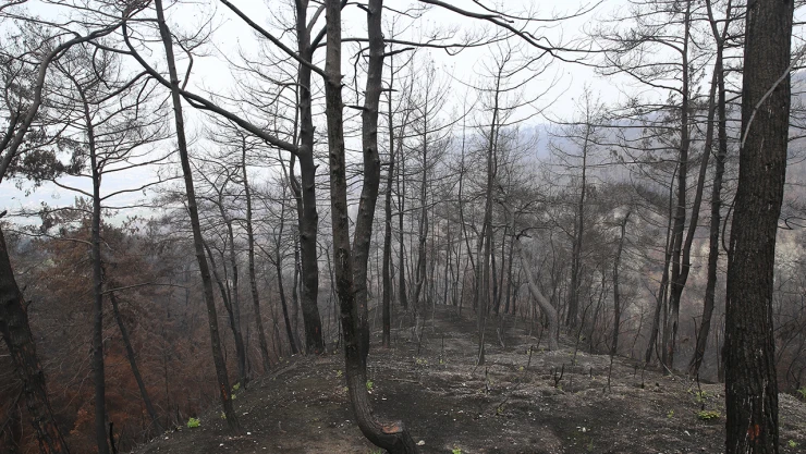Yanan ormanlar alevlere daha dayanıklı fidanlarla yeşillendirilecek
