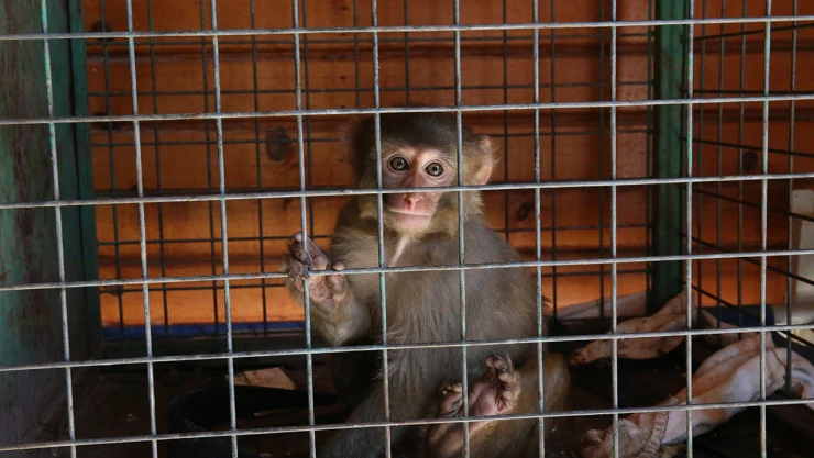 Yasa dışı getirildiği tespit edilen maymun, korumaya alındı
