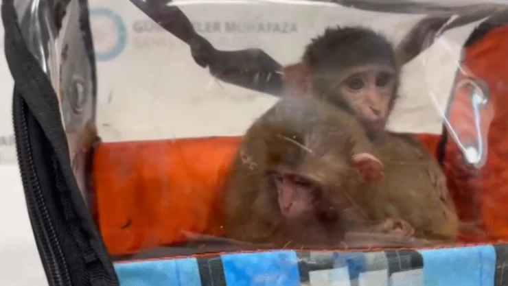 Yasa dışı giriş yapan 3 şahin ile 2 makak maymunu yakalandı