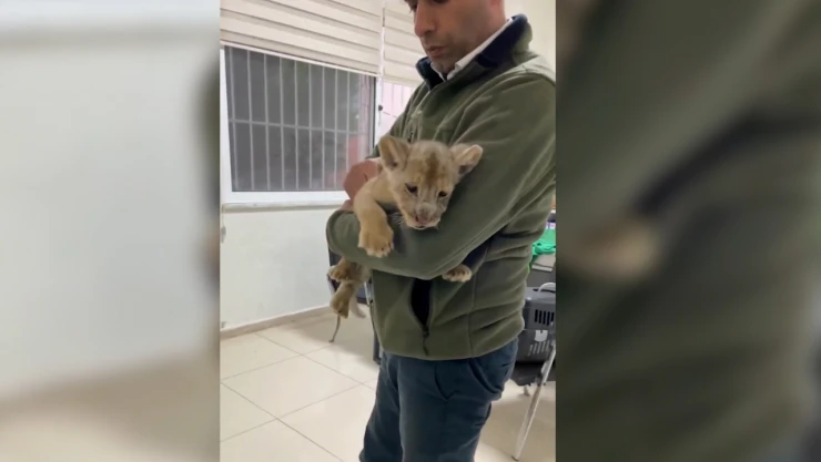 Yasa dışı yolla getirilen Afrika aslanı yavrusuna el konuldu