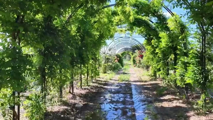 Yepyeni bir tünel, çiçekler ve aromatik bitkilerin yer aldığı, Koku Tüneli