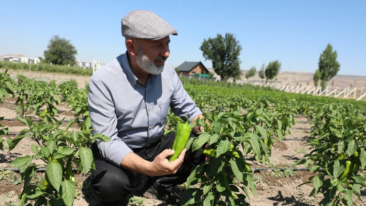 Yerel tohumla çiftçilere destek için 1350 erkenci kapya biberi ekildi