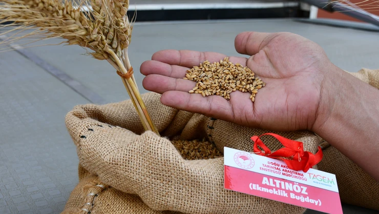Yerli ve milli tohumlar kamuoyuna tanıtıldı