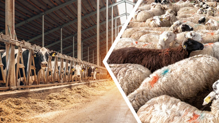 Yöresel hayvancılık projelerine destek