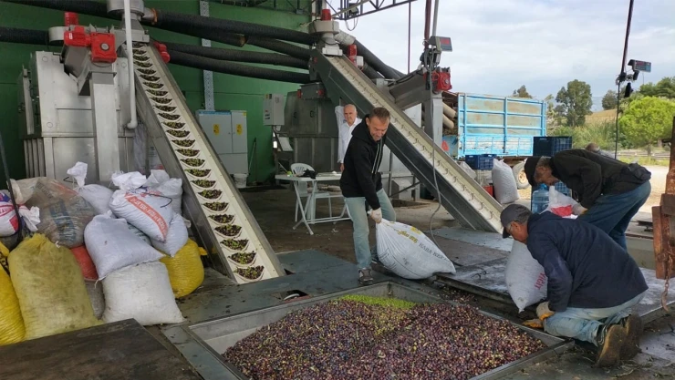 Zeytinyağı fabrikaları üreticiye yılda 140 milyon lira katkı sağlıyor