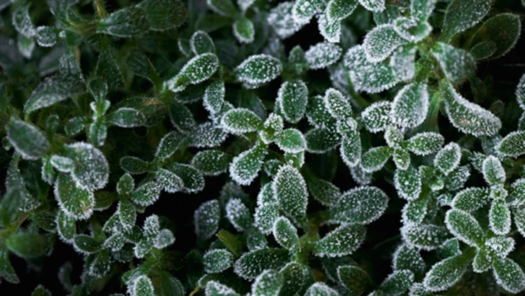 Zirai don destek ödemeleri hesaplara aktarılıyor