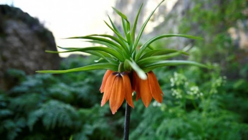 Salavan Dağı'nda açan ters laleler doğaseverlerin ilgi odağı oluyor