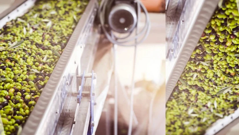 Aydın Memecik Zeytinyağı, AB'den coğrafi işaret tescili aldı